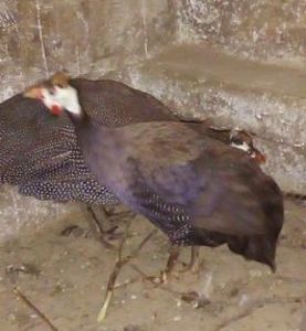 112743468~2 - Matca de bibilici 2020