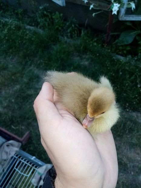 received_1215615315853030 - Boboci de rață leșească 2022