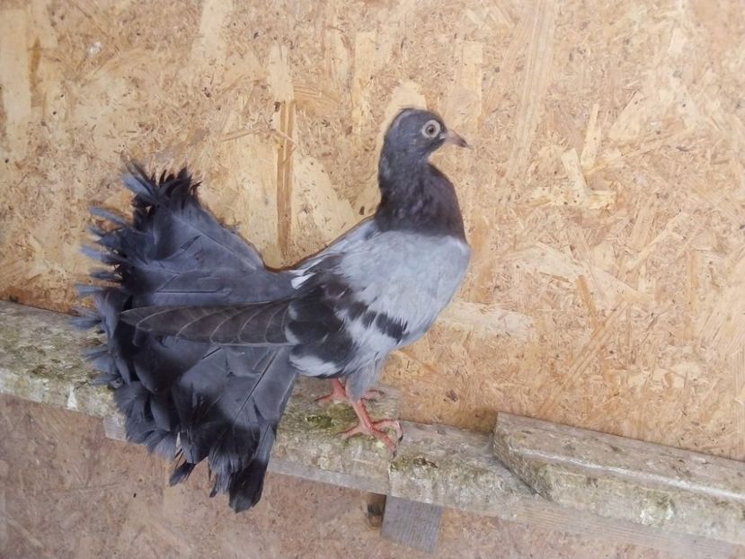 received_179765560131165 - Porumbei Voltați