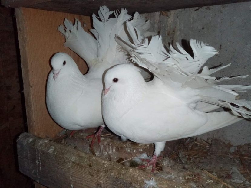 received_404687524076675 - Porumbei Voltați