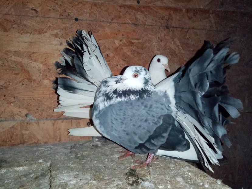 received_1140440709747371 - Porumbei Voltați