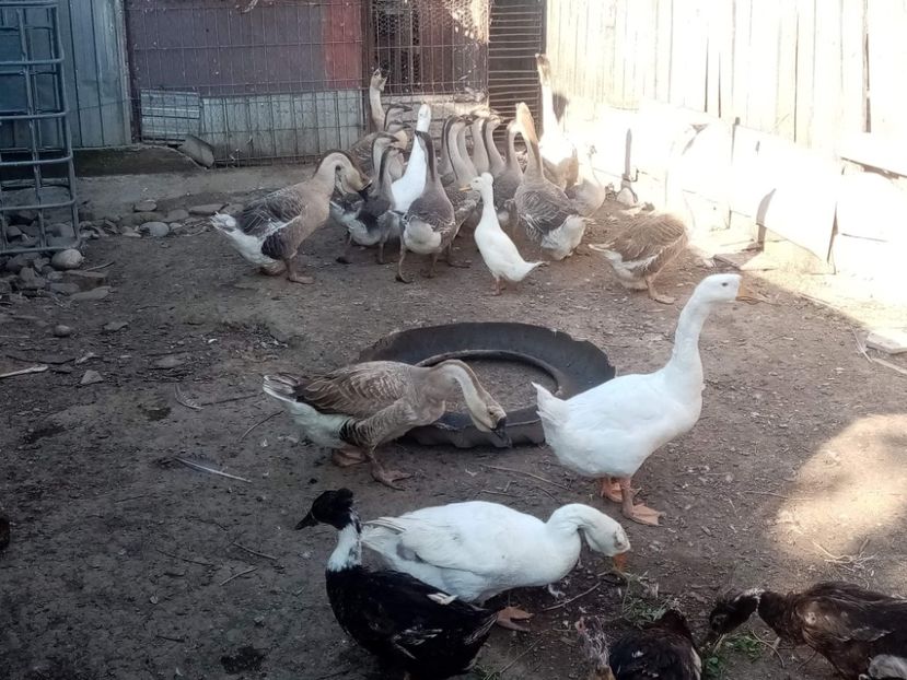 received_550899869847076 - Boboci de gâscă leșească 2022