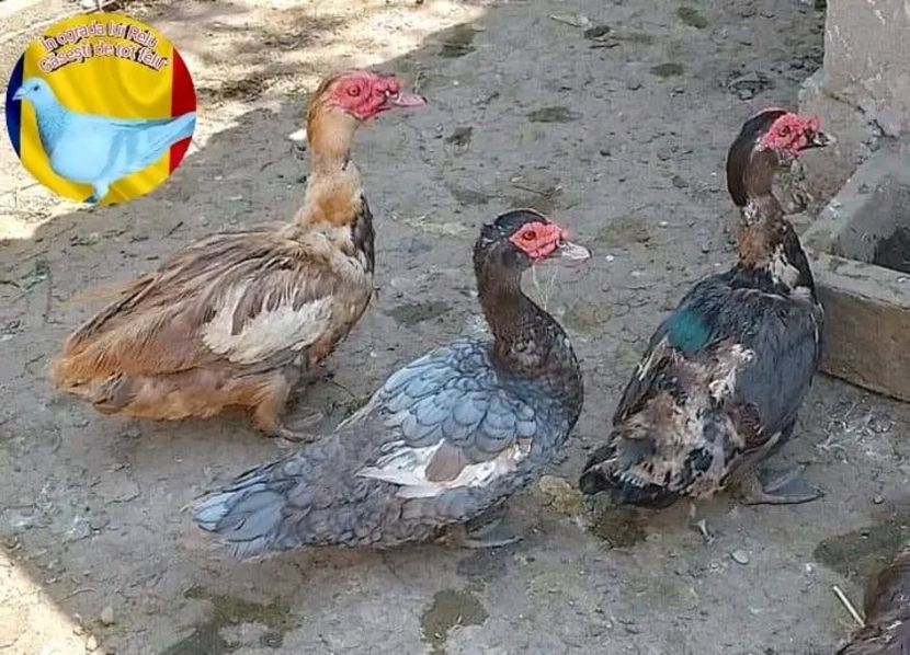  - Matca de rațe leșești 2022