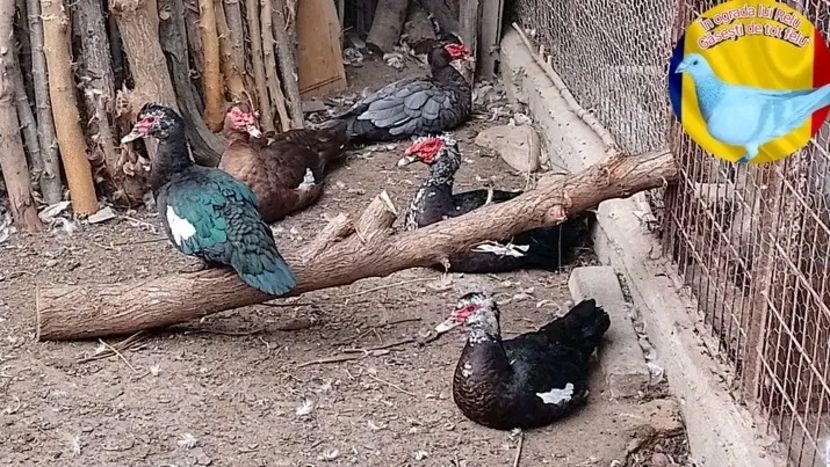  - Matca de rațe leșești 2022