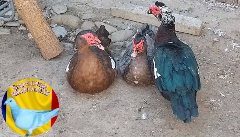  - Matca de rațe leșești 2022