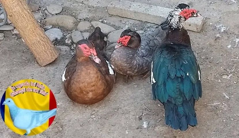  - Matca de rațe leșești 2022