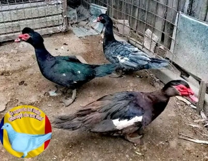  - Matca de rațe leșești 2022