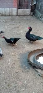 received_924010871652266 - Matca de rațe leșești 2022