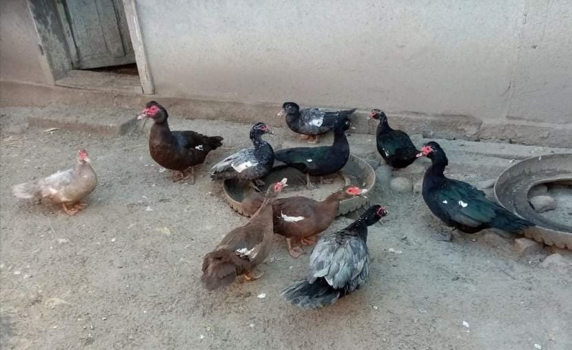 received_1845378452327176 - Matca de rațe leșești 2022