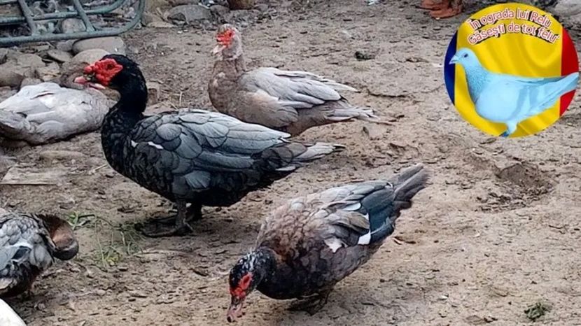  - Matca de rațe leșești 2022