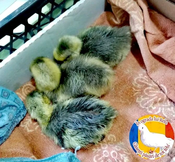  - Boboci de gâscă leșească 2022