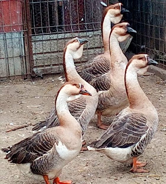 received_292400086211008 - Matca de gâște leșești 2022