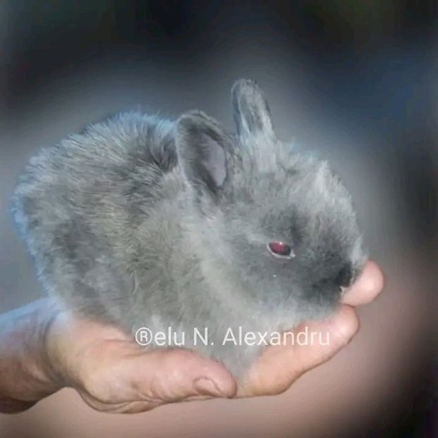  - Pui de iepurași pitici cap de leu 2022