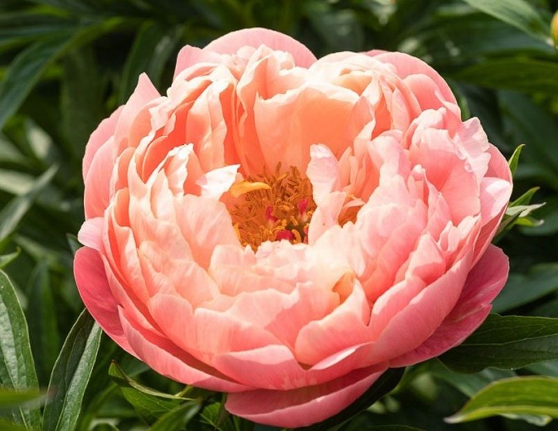 Coral Charm - Bujori