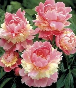 Sorbet - Bujori