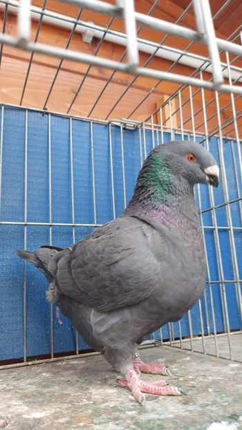 F 2022 - Perechi 2023