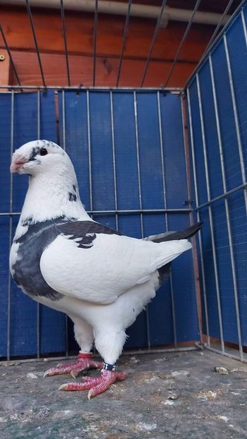 F 2022 - Perechi 2023