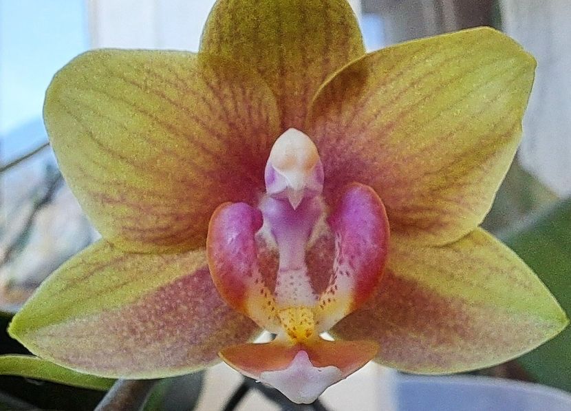  - Phalaenopsis 2