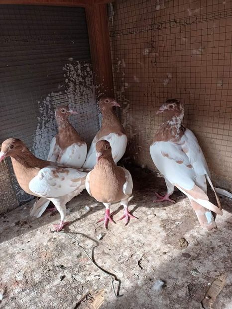  - Nu îmi aparțin 6