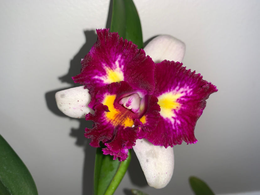  - Plante de interior 2023