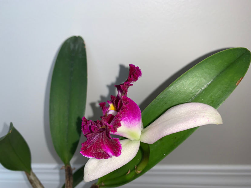  - Plante de interior 2023