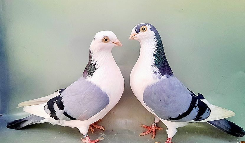 Perechea  61 - B - Perechi 2023