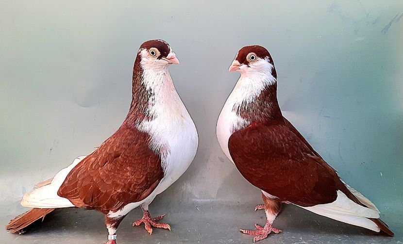 perechea  51 - B - Perechi 2023