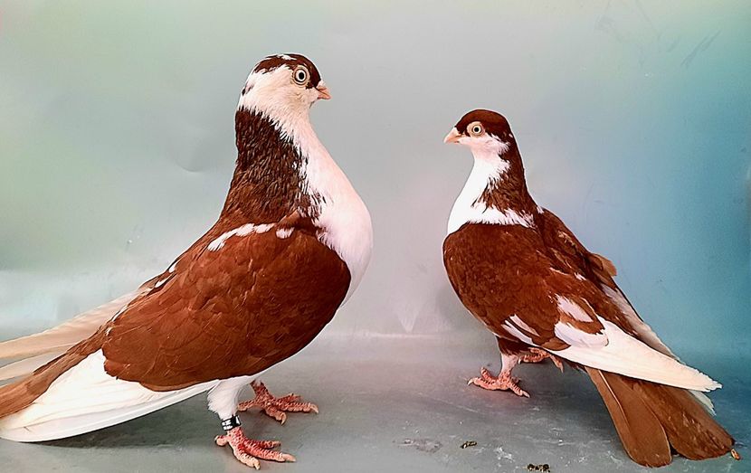 perechea  52 - B - Perechi 2023