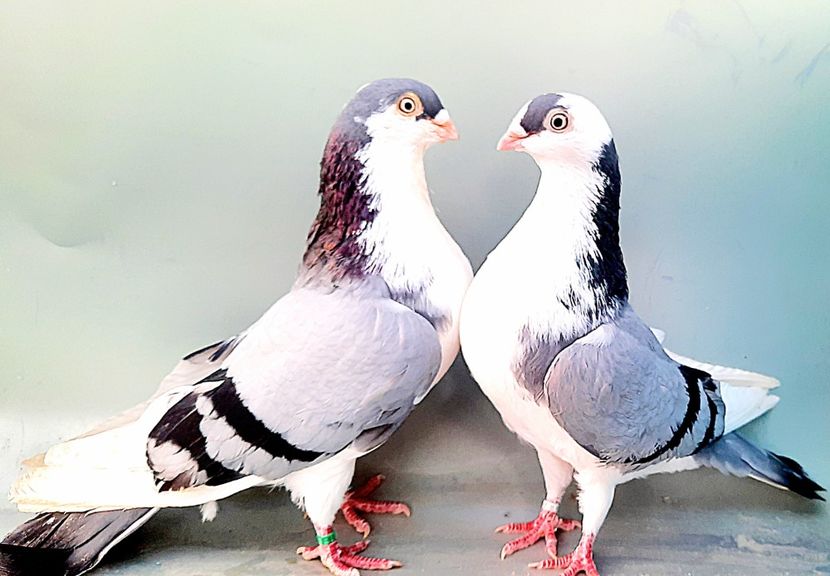 Perechea  60 - B - Perechi 2023