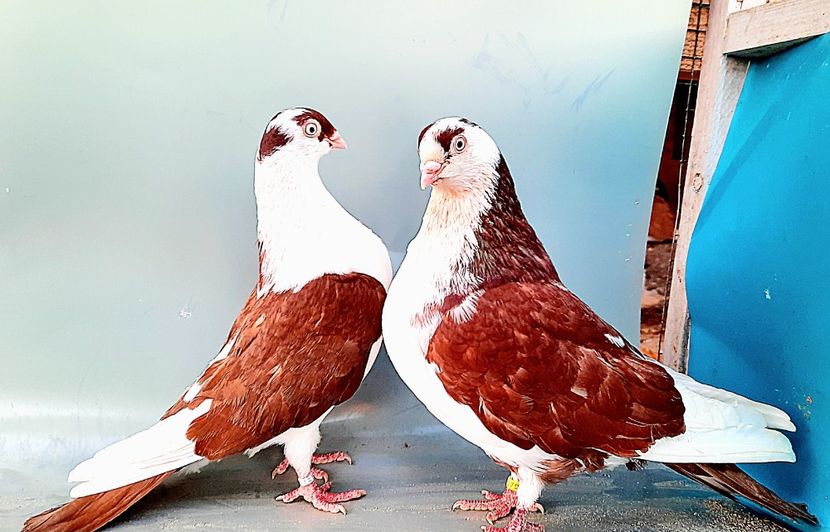 perechea  45 - B - Perechi 2023