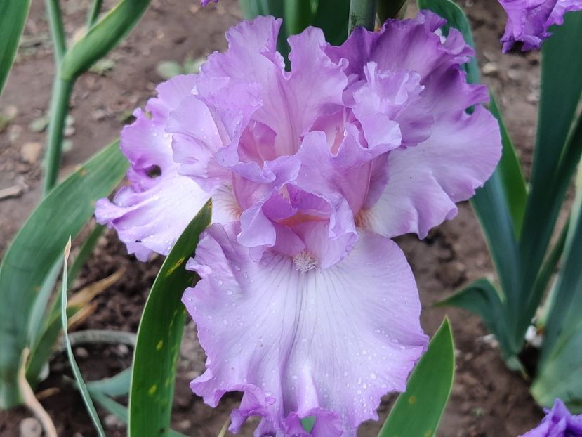 Lingering lilac - Irisi inalti_TB_A-L