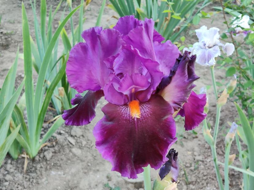 Local color - Irisi inalti_TB_A-L
