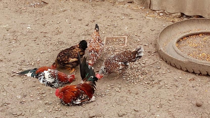 received_233117178560275 - Matca de găini pitice porțelan 2021