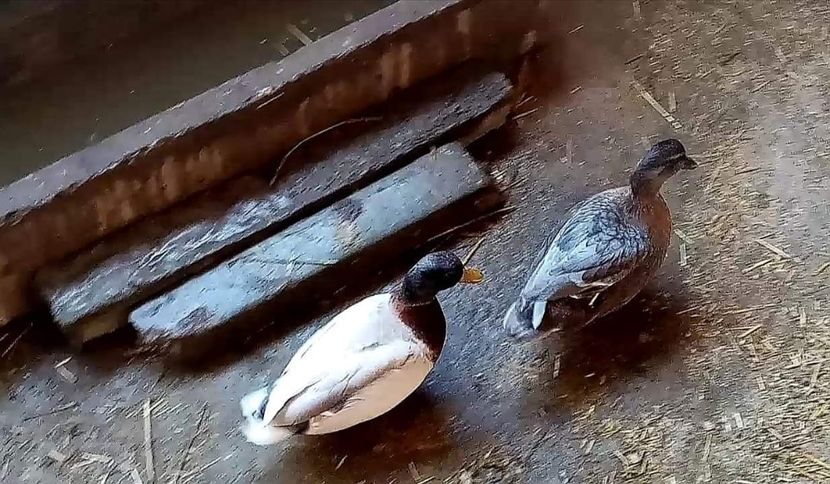 received_954696088633259 - Matca de rațe pitice olandeze 2021