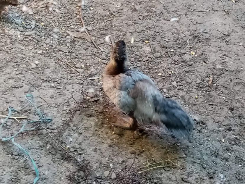 received_268163755229486 - Boboci de rață leșească 2021