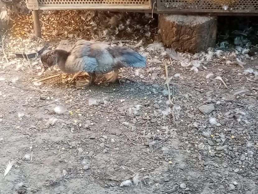 received_413330043698614 - Boboci de rață leșească 2021