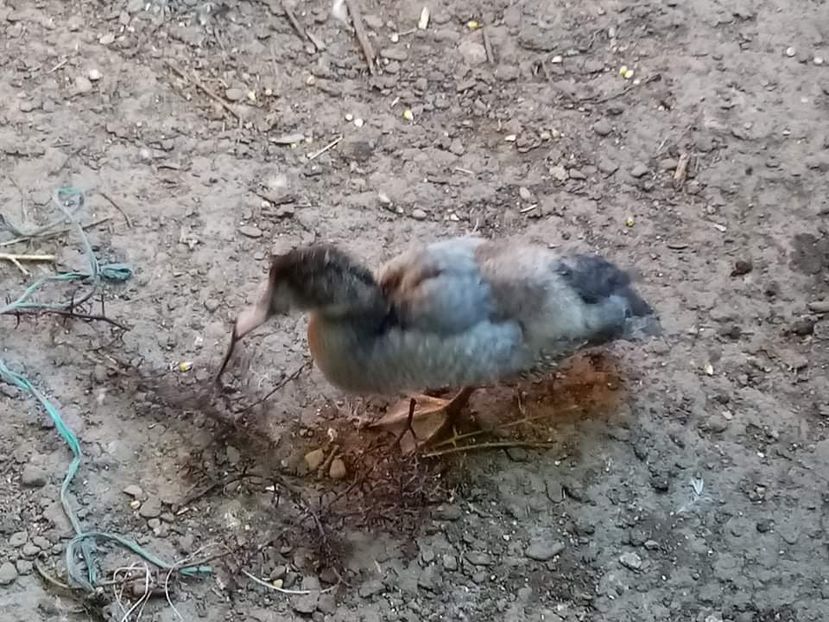 received_531404054626649 - Boboci de rață leșească 2021