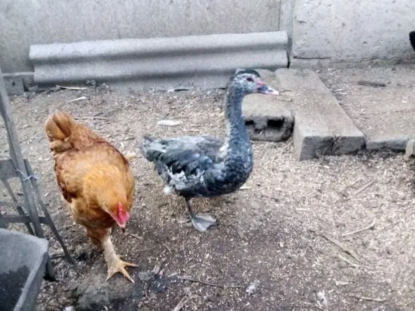  - Boboci de rață leșească 2021