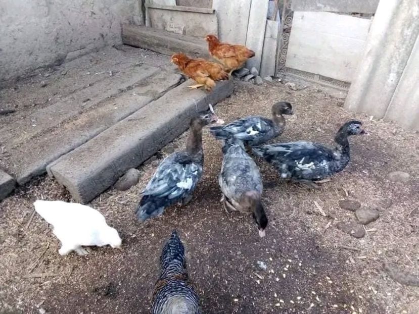  - Boboci de rață leșească 2021