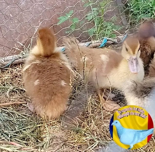  - Boboci de rață leșească 2022