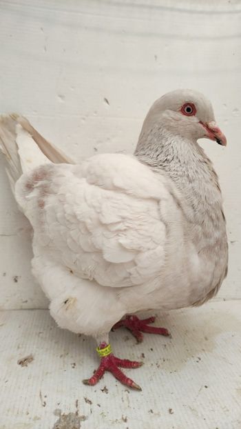 F 2020 6buc - Por texani