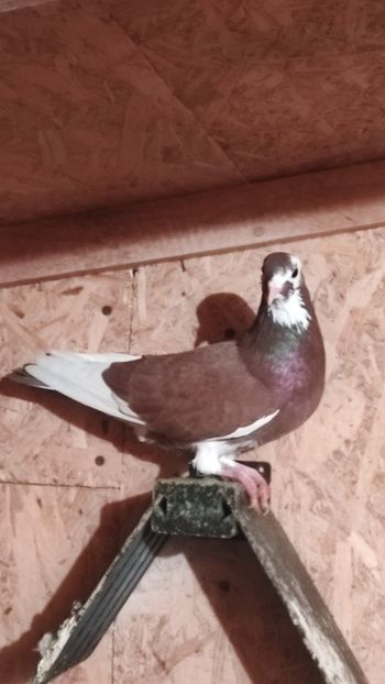 M 2021 20buc - Por birming