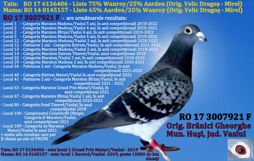 RO 17 3007921 F PRET 4500 LEI NEGOCIABIL - 111 Femela Branici Gheorghe 2017 - disponibila