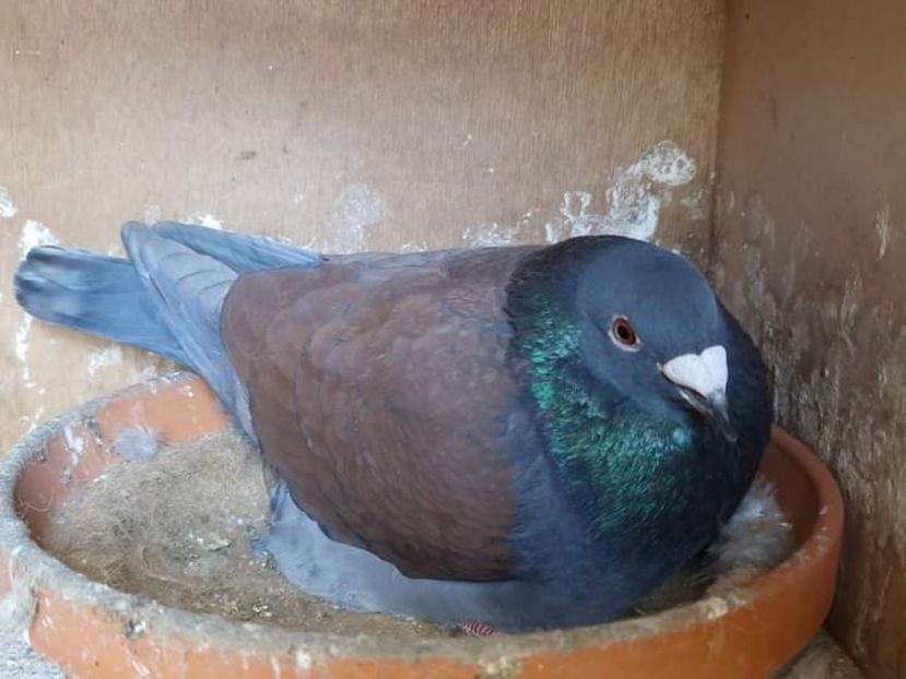  - Nu îmi aparțin 6