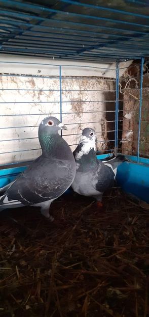  - PORUMBEI VANDUTI 2