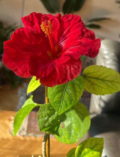 357BB9DD-6A70-4A9D-9DCD-EAA62E6CDEFF - Hibiscus