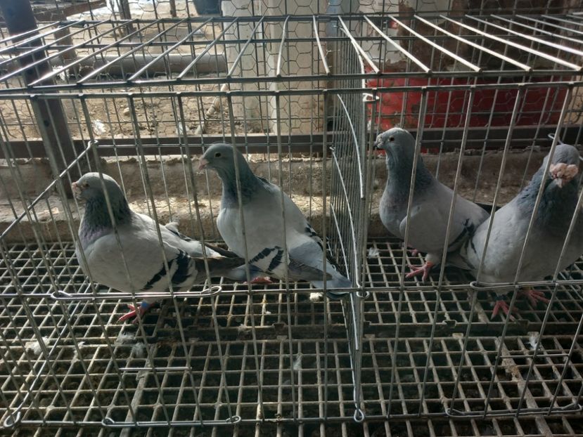  - Porumbei standard și vrdf 2022