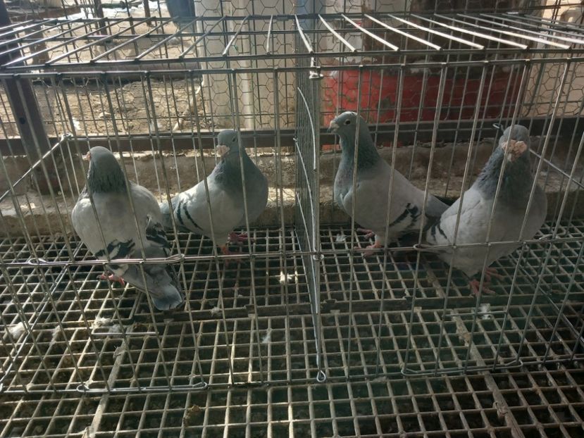  - Porumbei standard și vrdf 2022