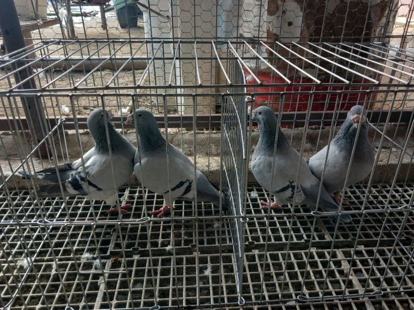  - Porumbei standard și vrdf 2022