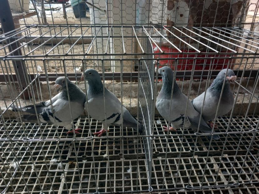  - Porumbei standard și vrdf 2022